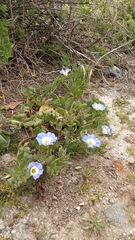 Nolana paradoxa