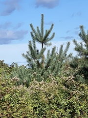 Pinaceae