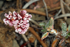 Eriogonum wrightii subscaposum