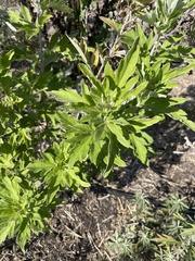 Artemisia douglasiana