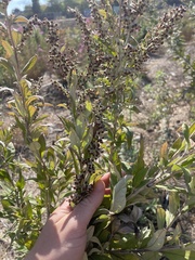 Artemisia douglasiana