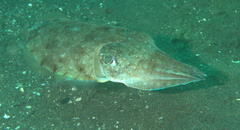 Sepia aculeata