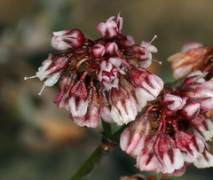 Eriogonum wrightii subscaposum