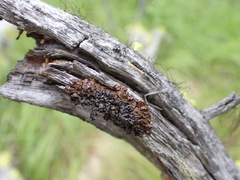 Hypogymnia austerodes