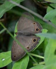 Euptychiina