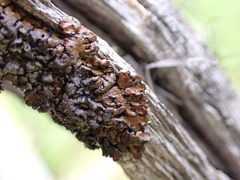 Hypogymnia austerodes