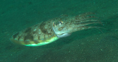 Sepia aculeata