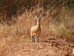 Oreotragus oreotragus