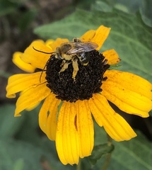 Melissodes dentiventris