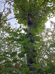 Lonchocarpus hintonii