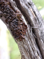 Hypogymnia austerodes