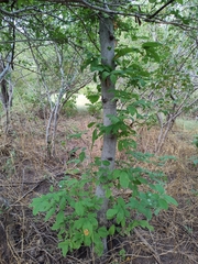 Lonchocarpus hintonii