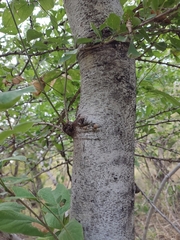 Lonchocarpus hintonii