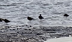 Limosa lapponica
