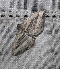 Costaconvexa polygrammata
