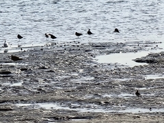 Limosa lapponica