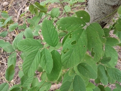 Lonchocarpus hintonii