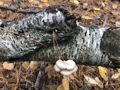 Pleurotus ostreatus