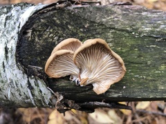 Pleurotus ostreatus