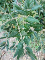Quercus ilex