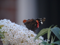 Vanessa atalanta
