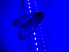 Pseudohemihyalea edwardsii