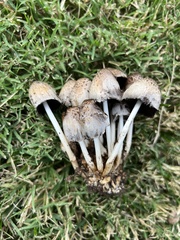 Coprinopsis romagnesiana