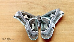 Rothschildia cinctus