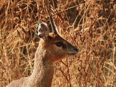Oreotragus oreotragus