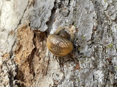 Mastophora phrynosoma
