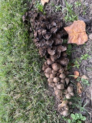 Coprinopsis romagnesiana