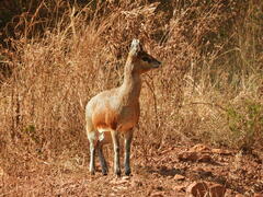Oreotragus oreotragus