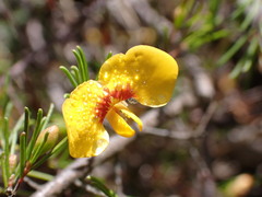 Dillwynia tenuifolia