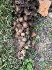 Coprinopsis romagnesiana