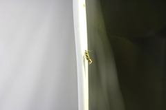 Aristotelia roseosuffusella