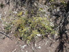 Dillwynia tenuifolia