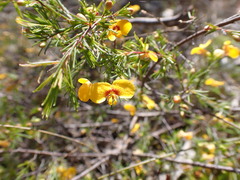 Dillwynia tenuifolia