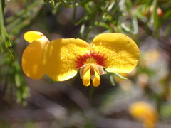 Dillwynia tenuifolia