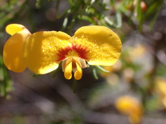 Dillwynia tenuifolia