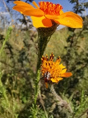 Zygogramma piceicollis