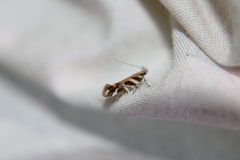 Aristotelia roseosuffusella