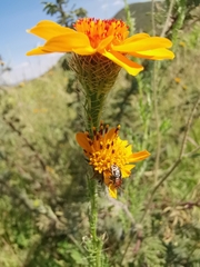 Zygogramma piceicollis