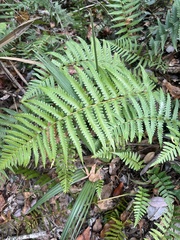 Dryopteris ludoviciana