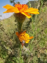 Zygogramma piceicollis