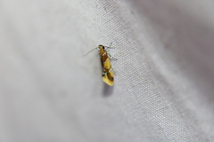 Epicallima argenticinctella