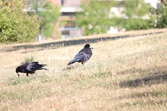 Corvus frugilegus