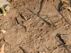 Brachythemis leucosticta