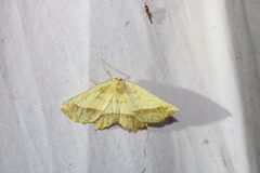 Euchlaena serrata