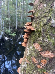 Fuscoporia gilva