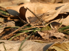 Brachythemis leucosticta